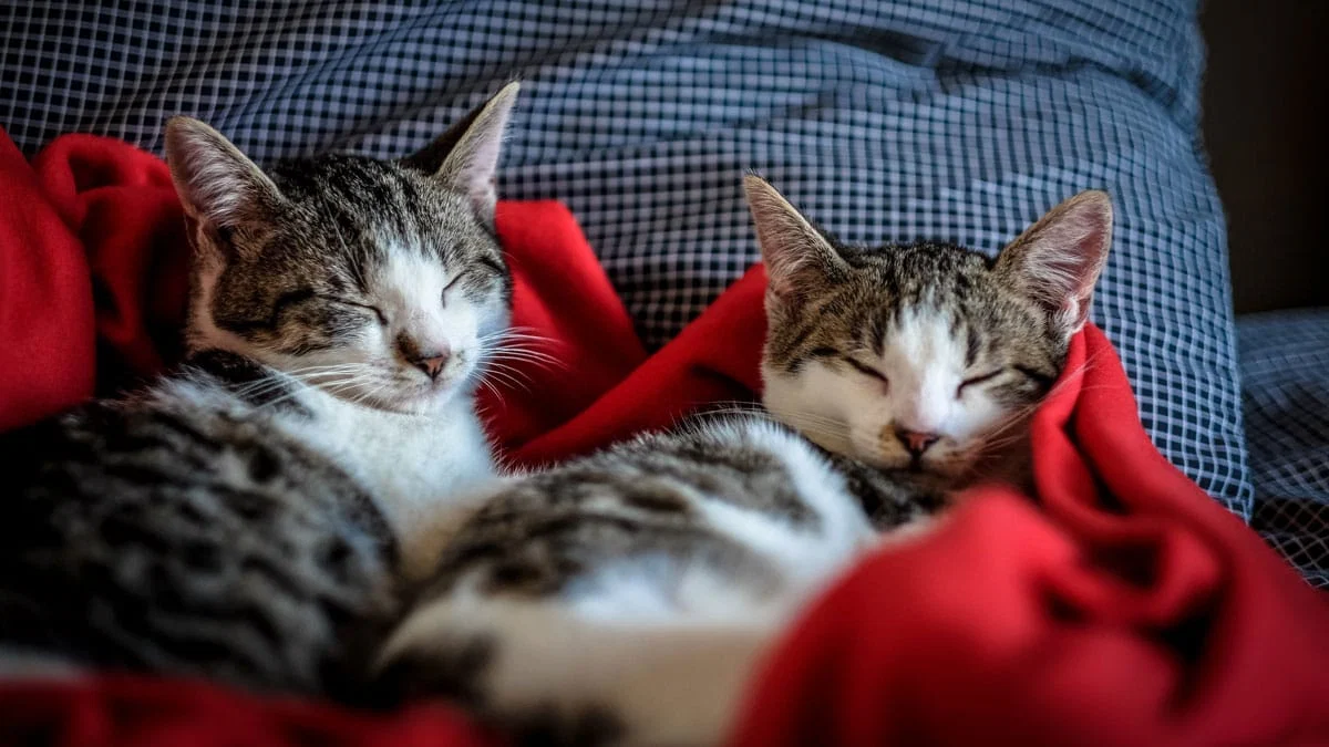 the Wellness Benefits of Aromatherapy for Pets
