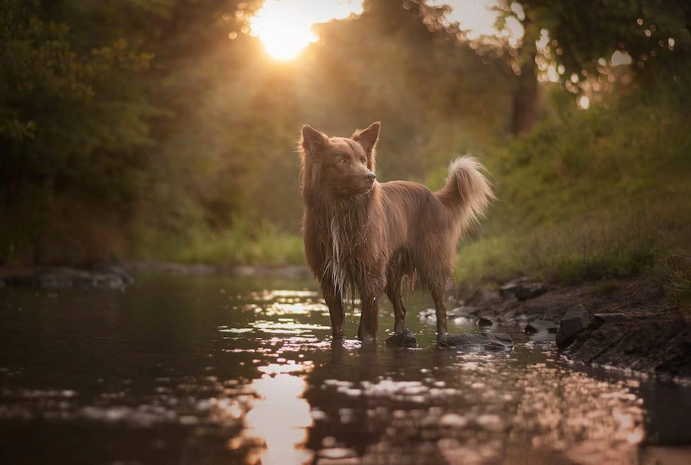 Why Homeowners Are Choosing Pet Aquamation