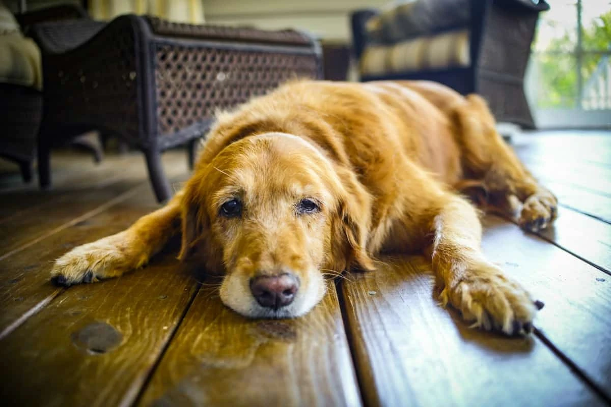 Finding the Perfect Home for Your Elderly Pet Real Estate Tips for Pet Owners